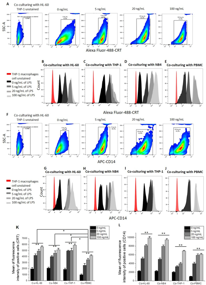 抗白血病作用与共培养中受刺激的巨噬细胞下调 CD47 和上调 CRT 相关