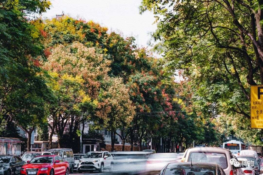 五花八门的行道树 都是怎么选拔出来的 知乎