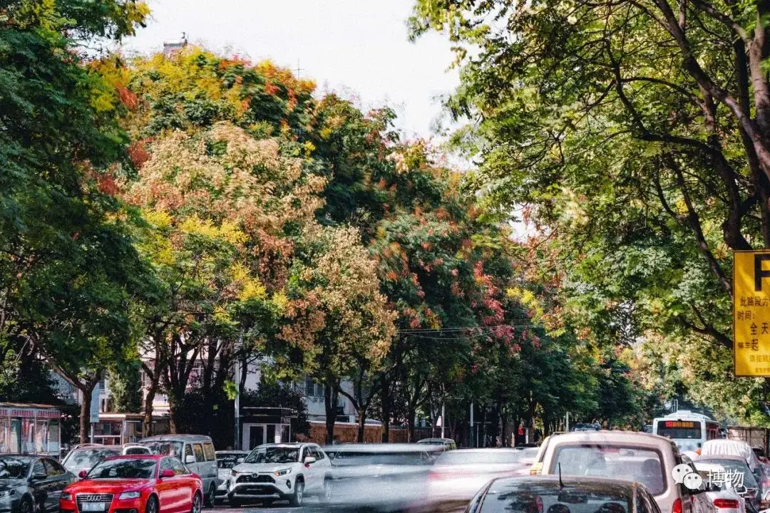 五花八门的行道树 都是怎么选拔出来的 知乎