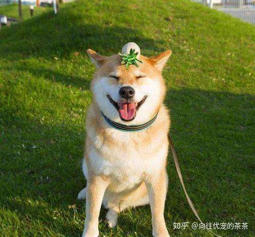 发现狗狗耳聋怎么办 犬犬舍哪家好 柴犬多少钱一只 柴犬哪里买好 柴犬 宠物课堂 知乎