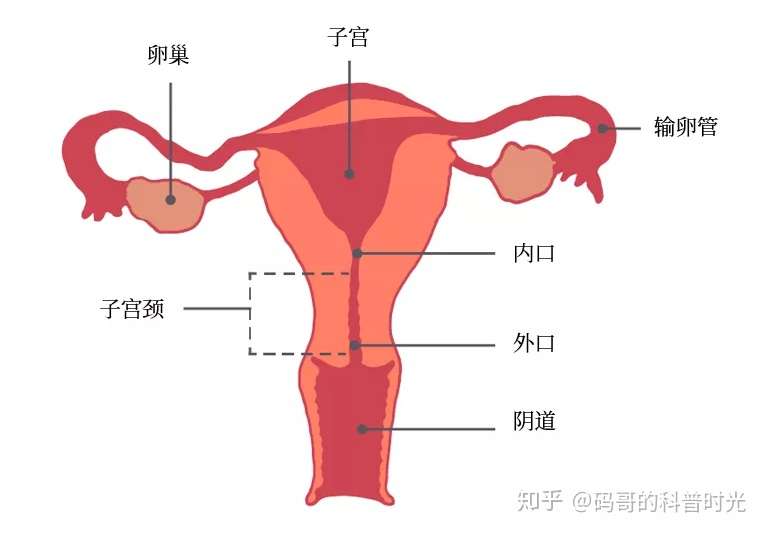 子宫颈癌4大危险人群 这些症状最容易被忽略 知乎