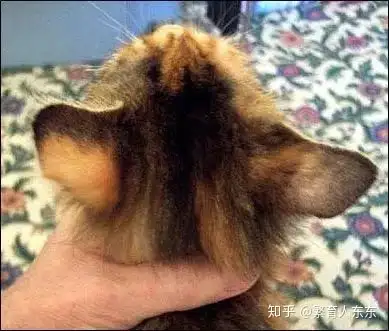 图解猫癣到底长什么样？（猫癣和体癣的区别）