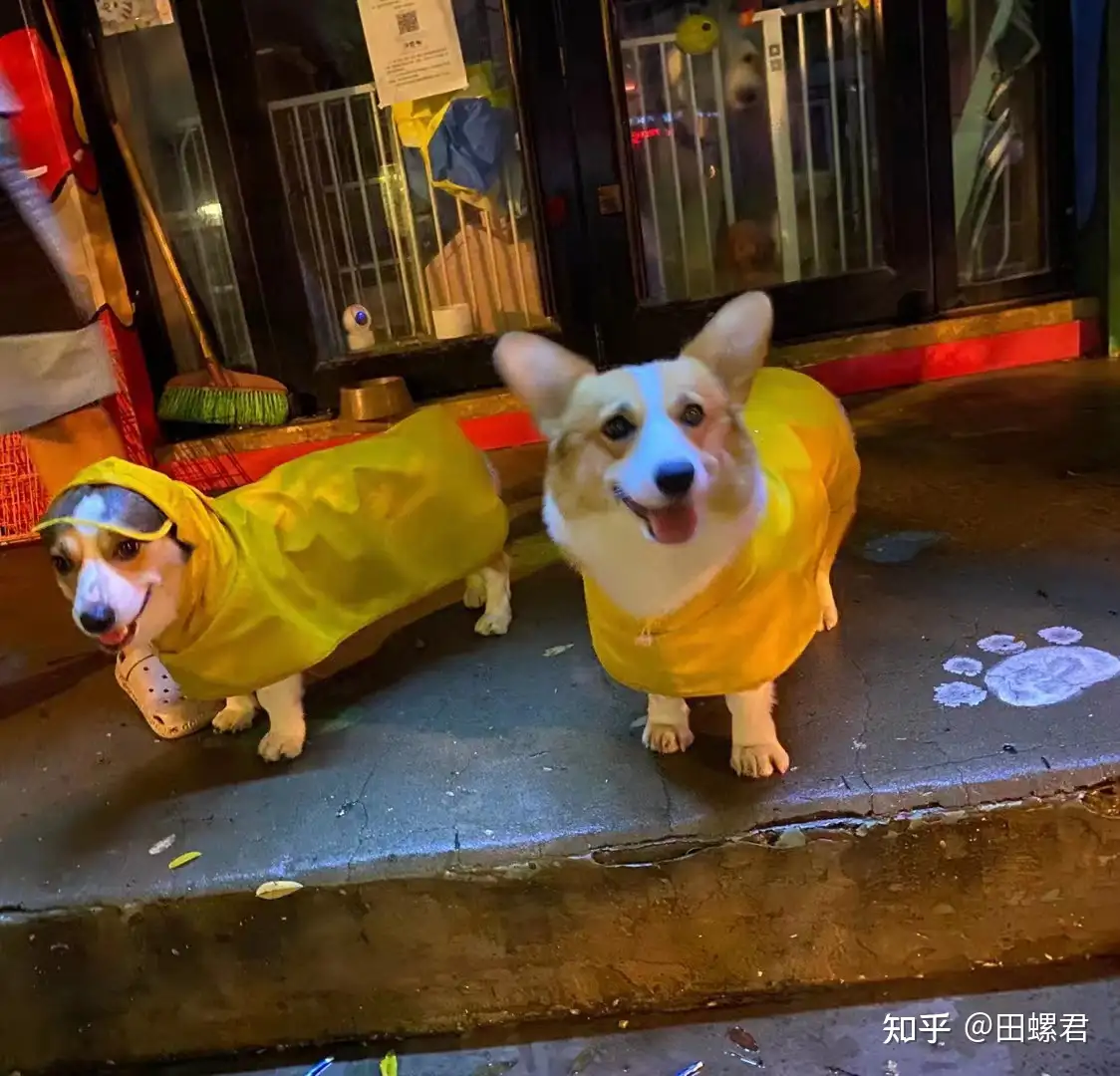 很多人再喊自己是正规犬舍 那什么又是真正的正规犬舍 知乎