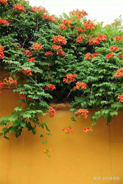 苗圃经营 种什么样的苗木能盈利 知乎