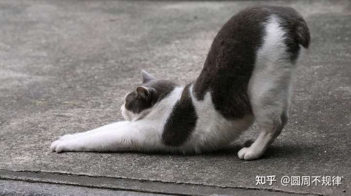 为什么猫咪喜欢对着你撅屁股？原因找到了
