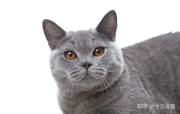 你知道猫身上有几种毛吗？ - 知乎