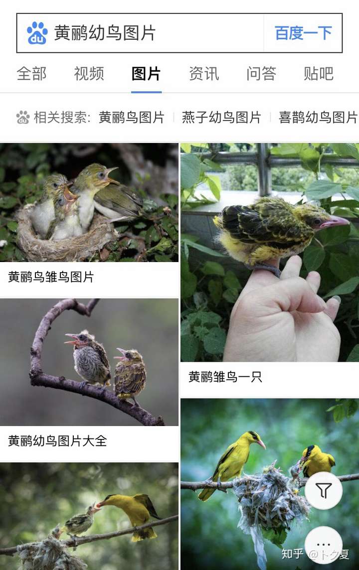 请问这是什么品种的幼鸟呢?