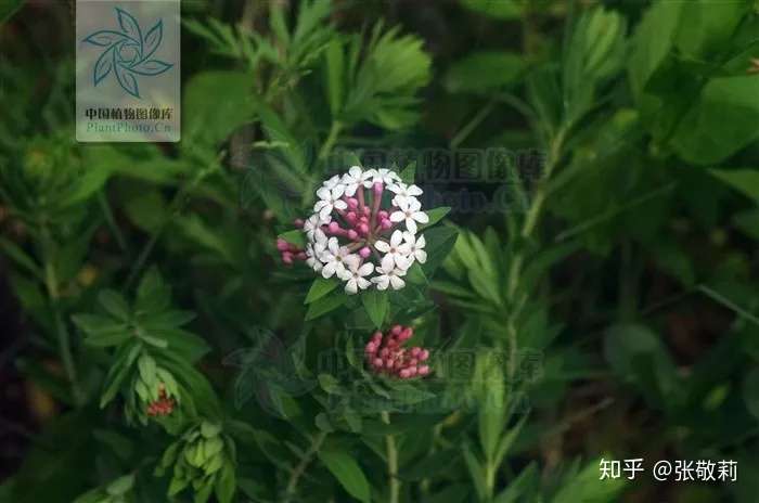 仙子狼心 节气物种日历 小暑 狼毒 知乎