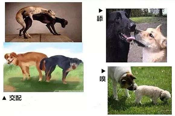 狗狗会传染的性病肿瘤 Tvt 知乎