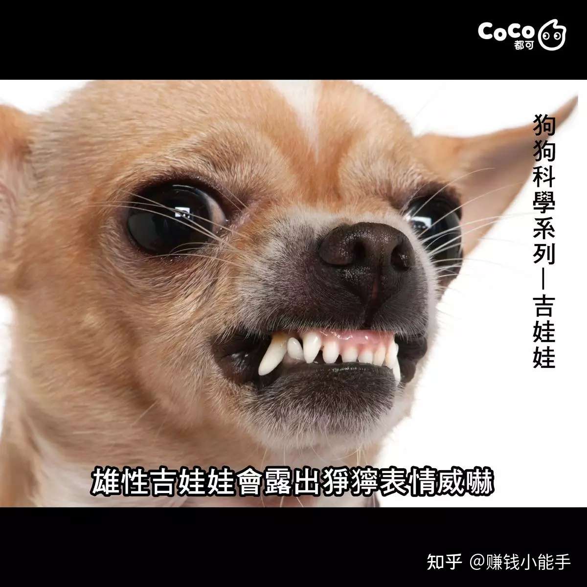 你每点一杯coco就有一只狗狗失去它的眼睛 知乎