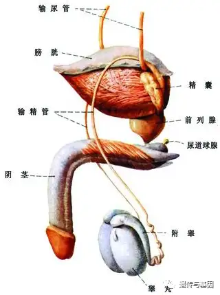 重要组成部位包括哪些?