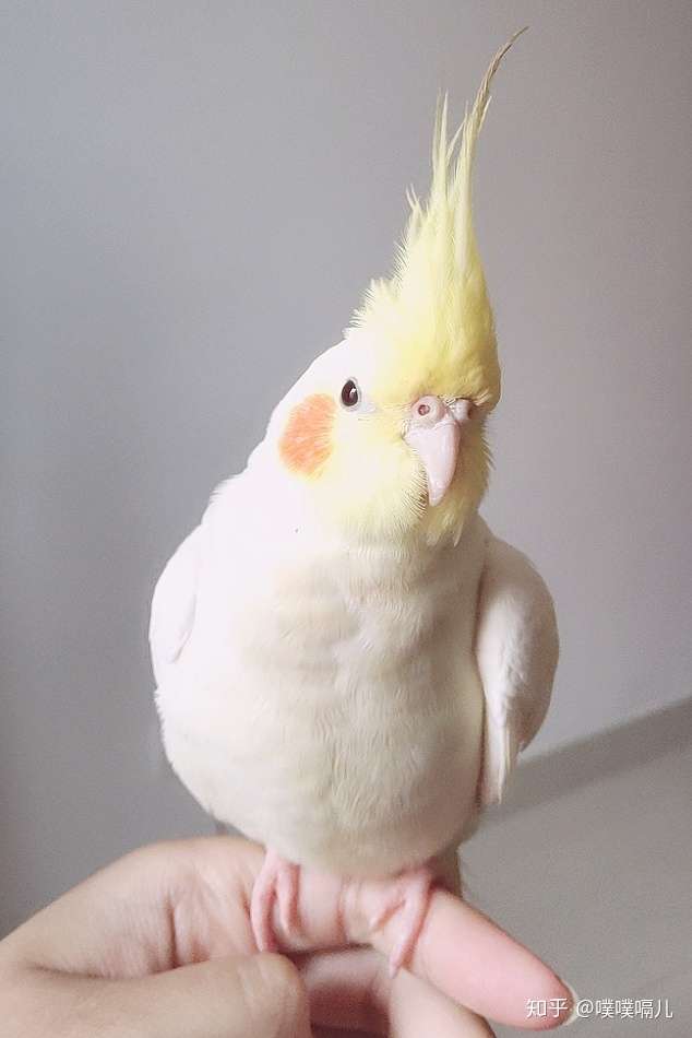 有哪些小型鹦鹉安静亲人? - 知乎
