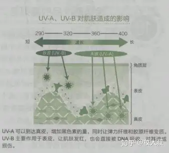 紫外线让皮肤变黑改变我们的dna是该好好防护了