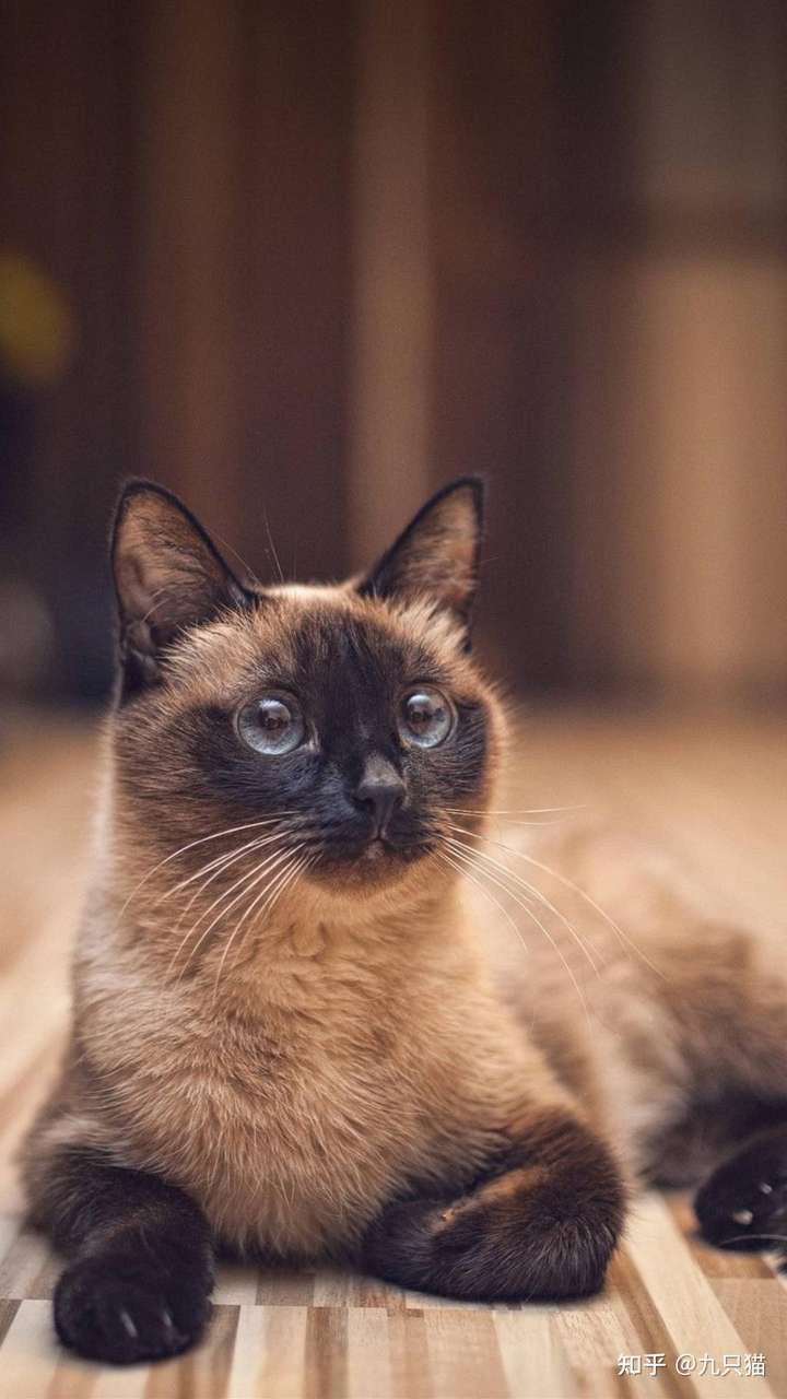 暹罗还是重点色英短?