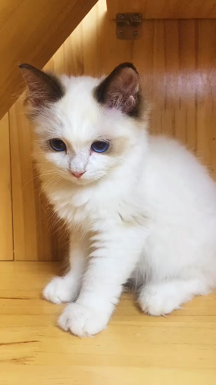 4个月大的布偶猫,怎么感觉长得怪怪的.