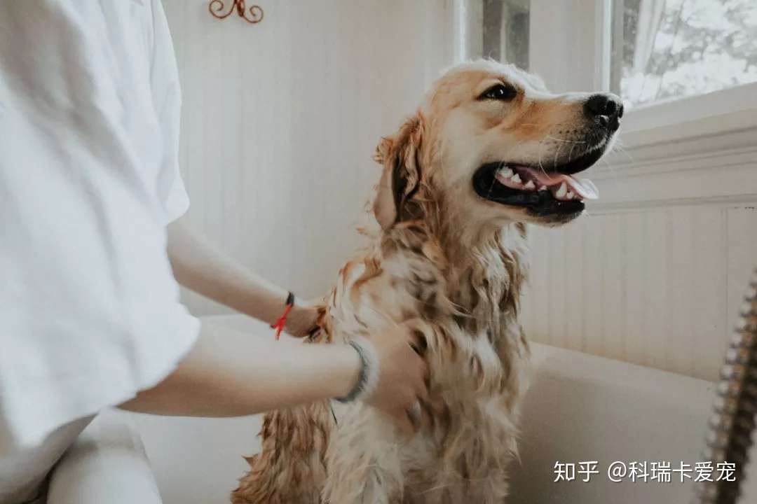 北上广容不下大型犬 规定真的合理吗 知乎