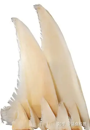 售价昂贵的鱼翅唯一的价值是