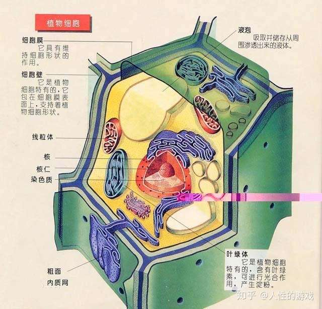 新型冠状病毒98 细 胞 细胞 古核细胞 细胞研究史 知乎