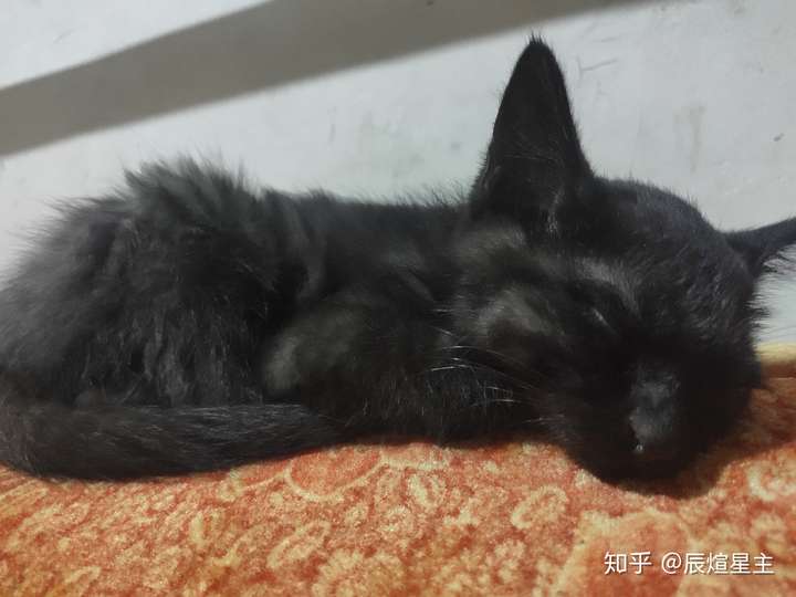 为什么朋友这只黑猫长出来了白毛?