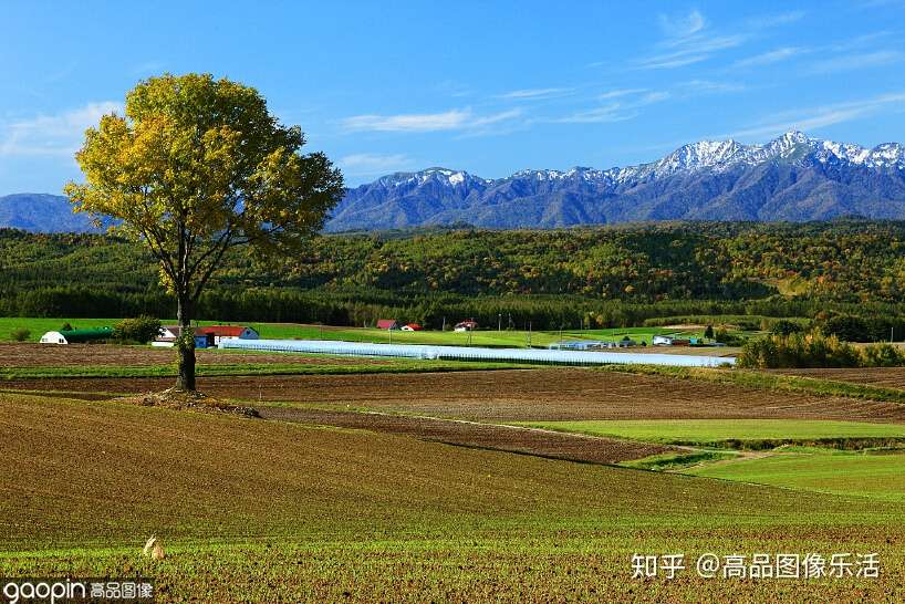 虽说北海道四季风景如画 但错过令人惊艳的富野良花田 甚是可惜 知乎
