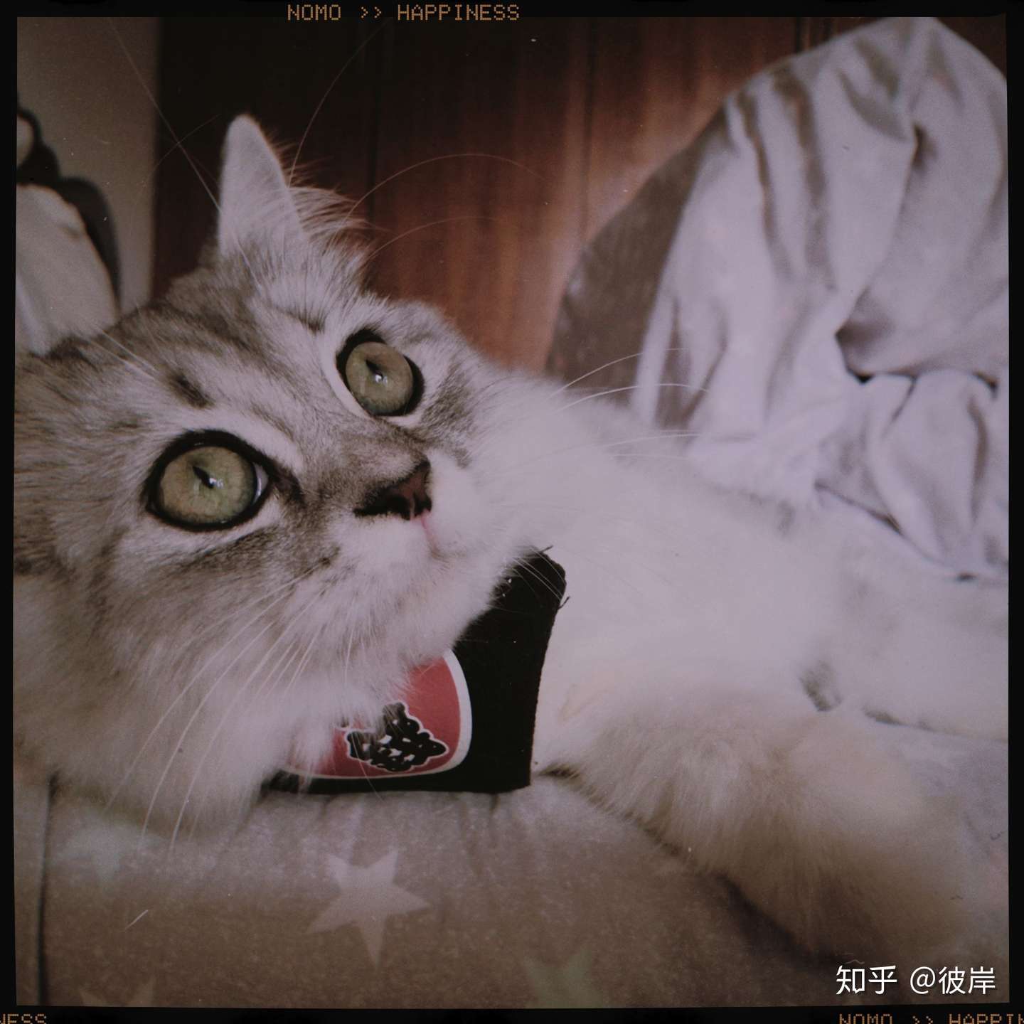 满满对抗猫腹水记录- 知乎
