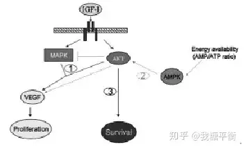 牛奶中的igf1使人致癌真相竟是