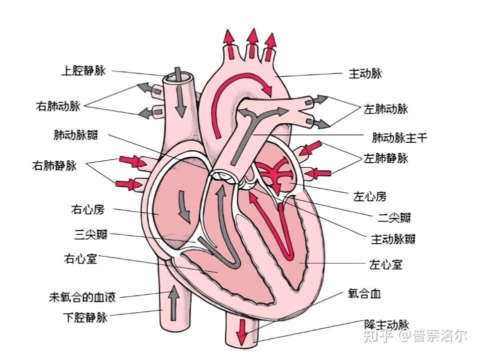 医学英语 循环系统词汇学习 知乎