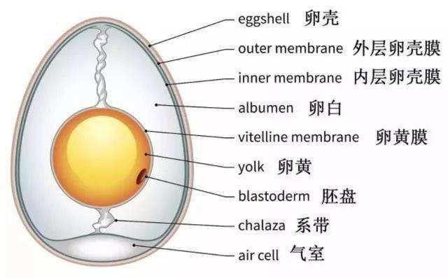 初中生物鸡蛋结构图图片