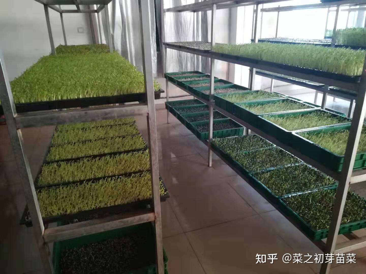 白菜苗的种植培育方法！ - 知乎