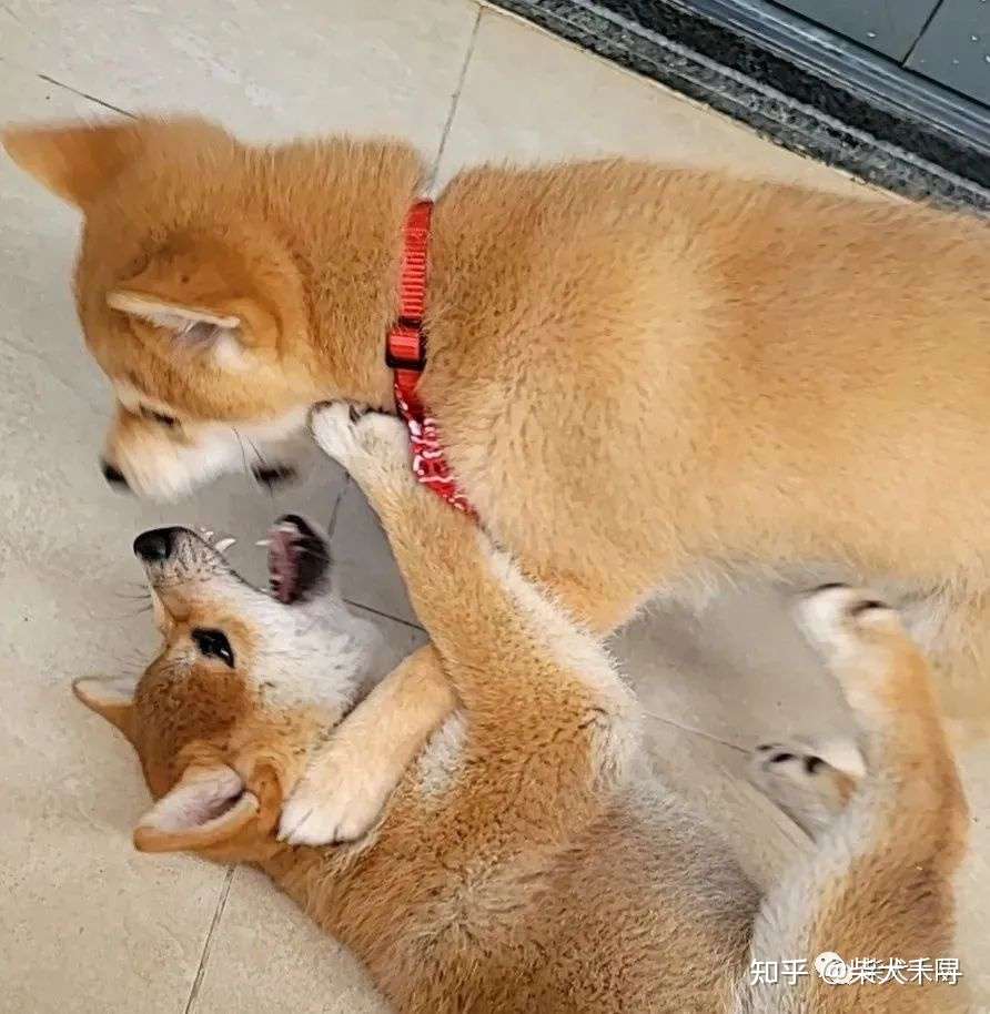 如何看待柴犬的咬手行为 知乎
