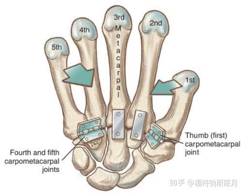 腕和手的功能解剖 知乎