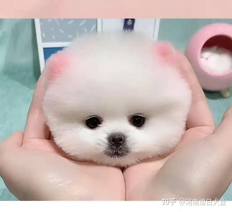 6个理由告诉你 博美犬为什么那么受欢迎 知乎