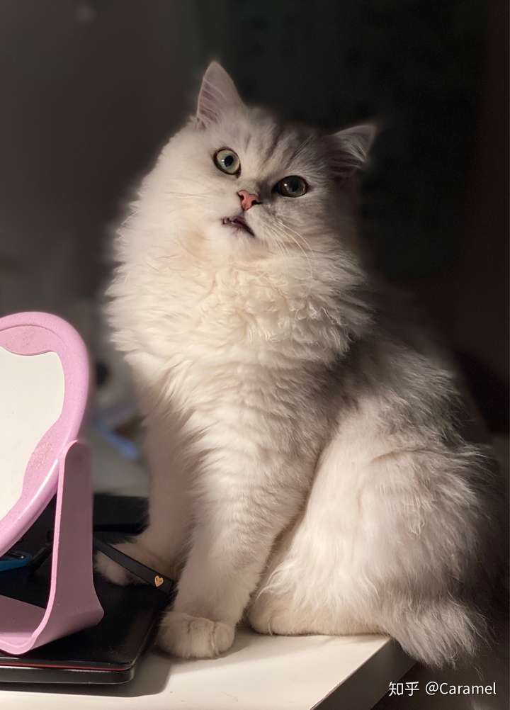 我家崽儿是我超喜欢的淡黄绿色,像琥珀一样,太好吸了!