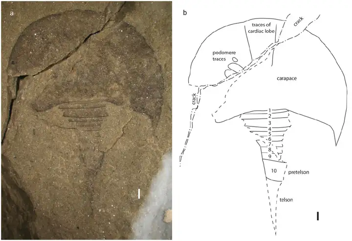 A fossil of a horseshoe crab from the Devonian period found in Yunnan. Its plastron is not fused into one piece, and its elongated abdomen and tail sword drag behind its huge cephalothorax, giving it a very strange shape. The discoverer named it: Lunar horseshoe crab ( Kasibelinurus yueya ). 