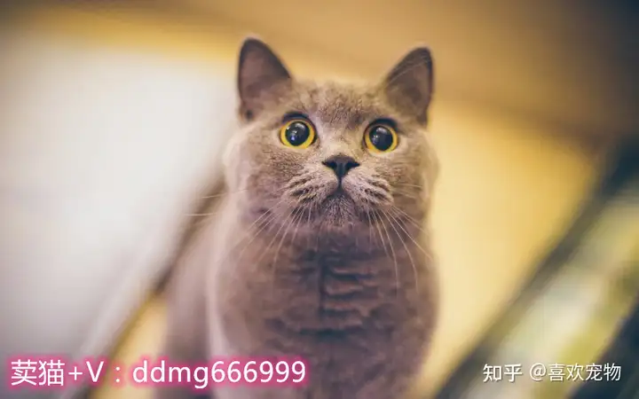 大型宠物猫品种及图片大全（宠物猫最”