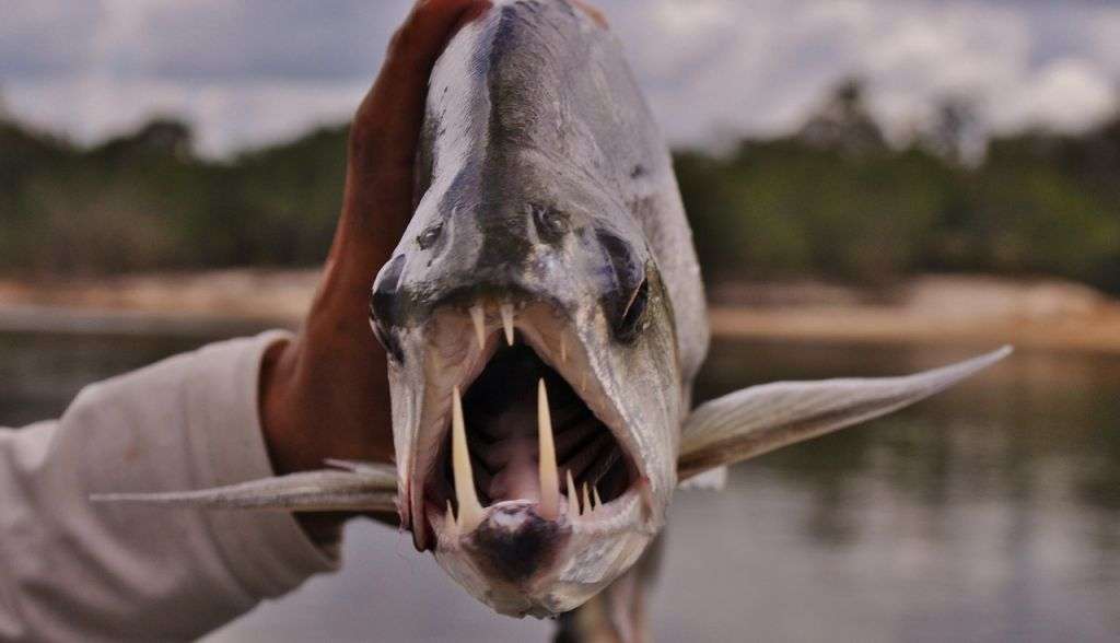 江泓 的想法: 水狼脂:鲤硬骨鱼中的剑齿虎 水狼脂鲤属… - 知乎