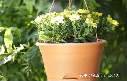 阳台花卉如何安置几招节省养花空间 知乎