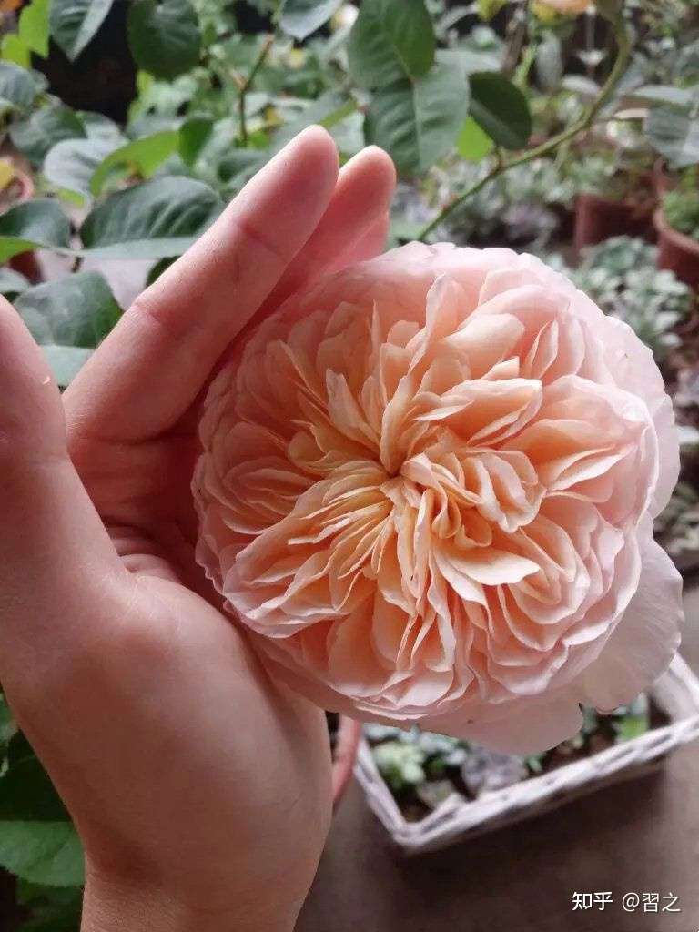 我种出的月季花 南方易度夏月季推荐 知乎