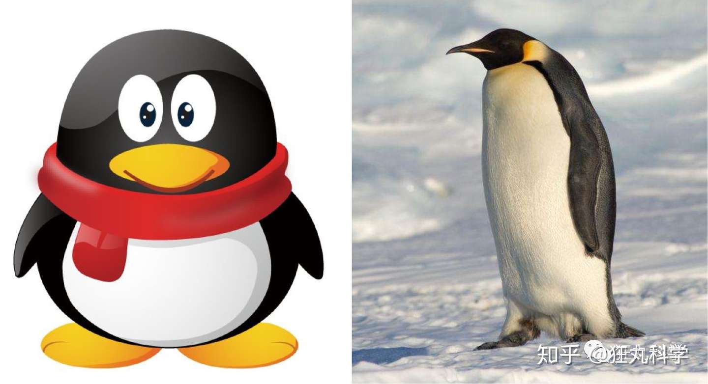 Qq 没想到你是这样的企鹅 知乎