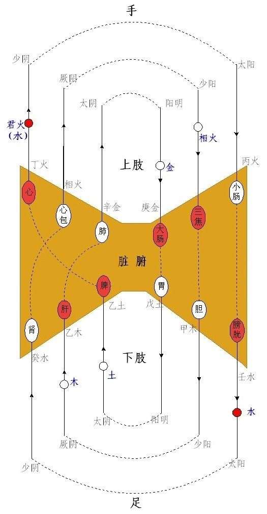 学习四圣心源发现圆运动和五行阴阳的矛盾点