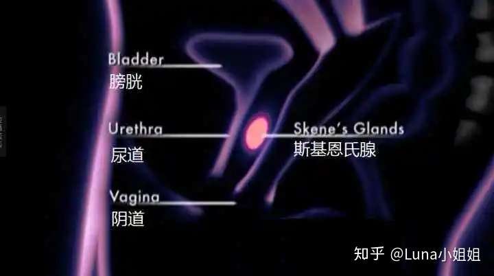 女性喷泉是什么