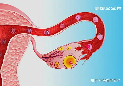 供卵试管婴儿（什么样的情况下才能判定不孕不育？）