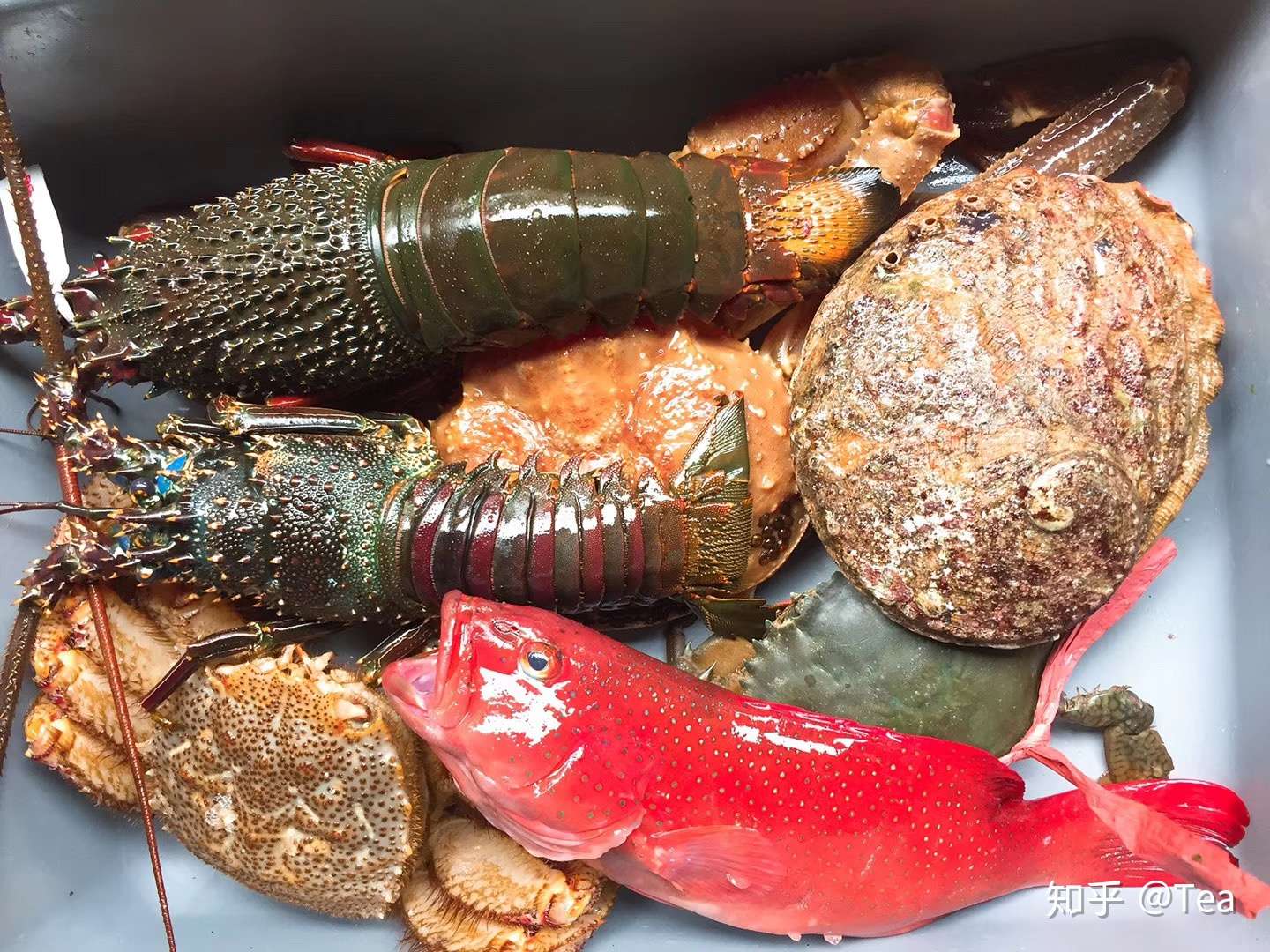 关于帝王蟹与皇帝蟹 知乎