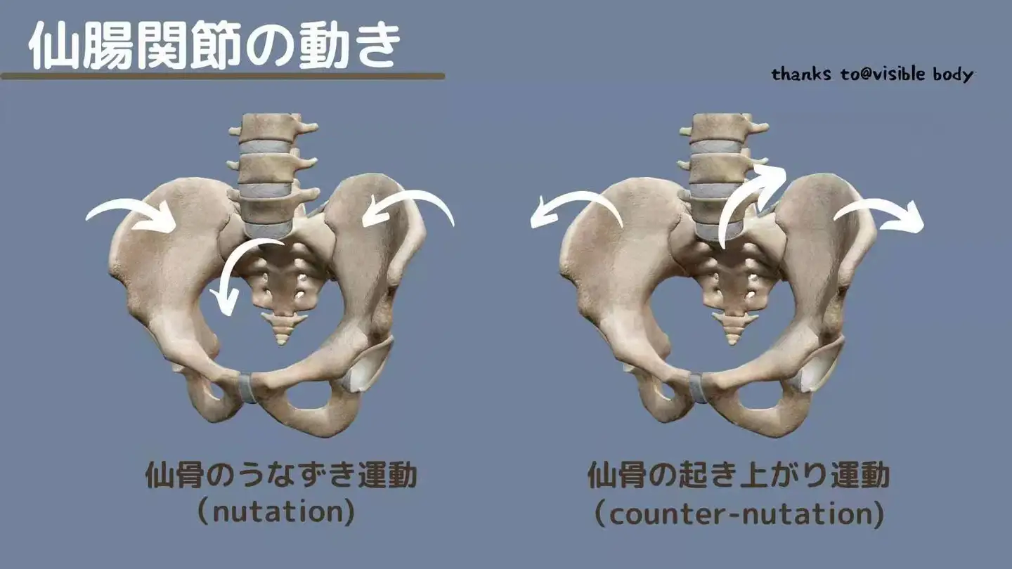 大塚整体治療院 側湾症 RHPI療法 木型