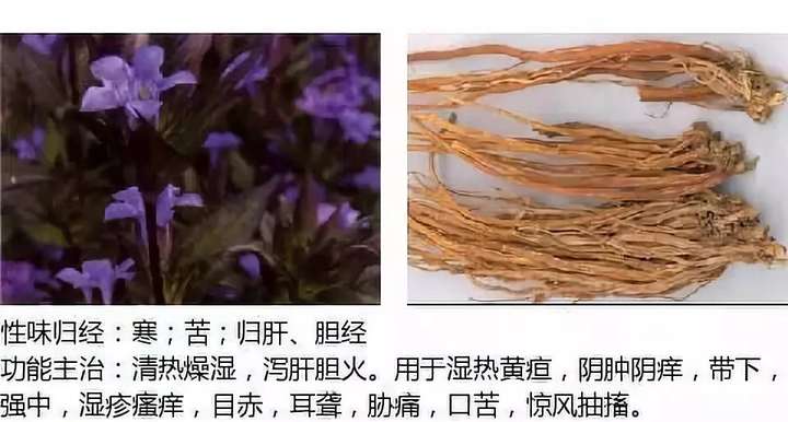 500余种中草药图  第49张