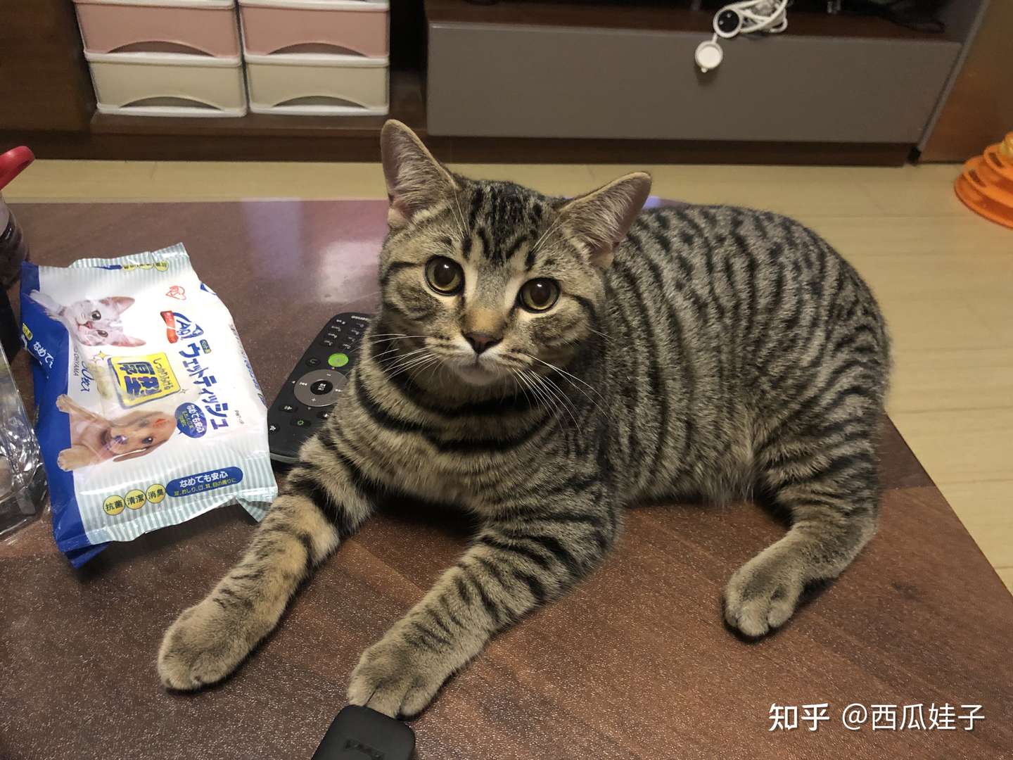 金虎斑和狸花猫傻傻分不清楚 知乎
