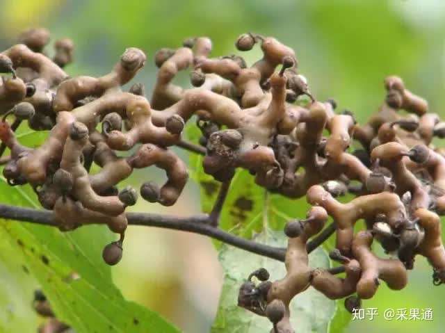 萬萬沒想到雲南農村常見的這種野果效果竟然這麼驚人