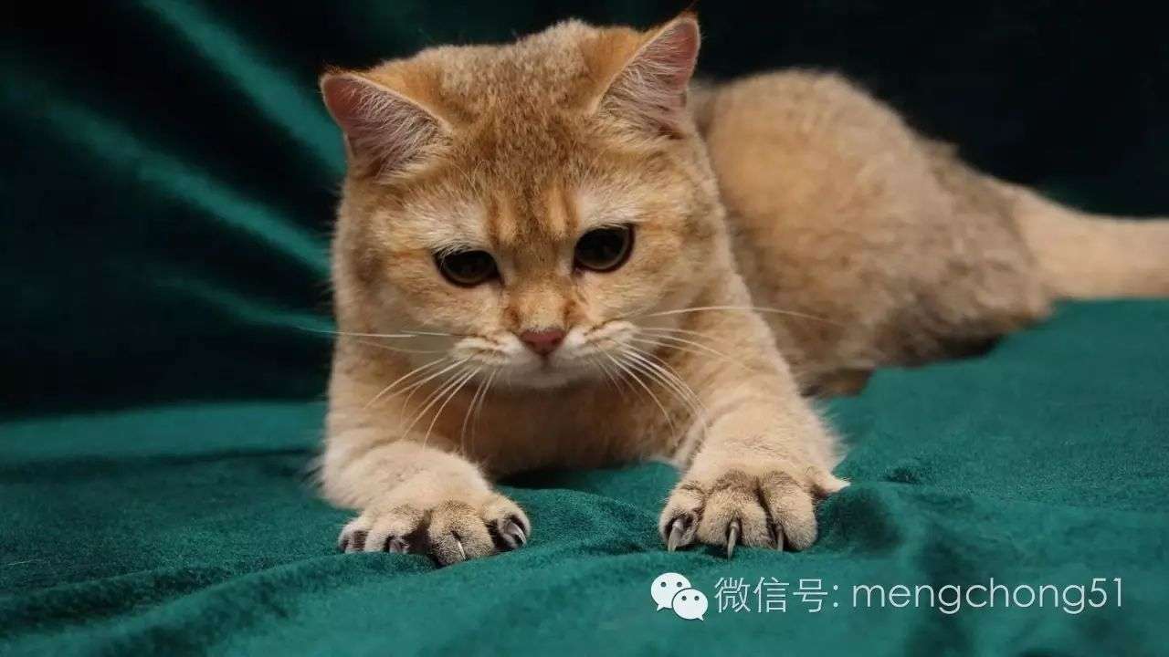 给猫咪剪指甲的正确方法 知乎