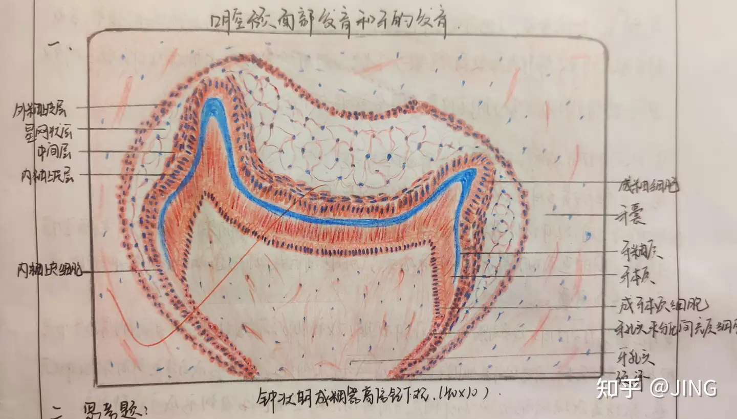 一些口腔组织病理学的红蓝铅笔图- 知乎