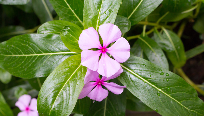 7月下旬诞生花 知乎